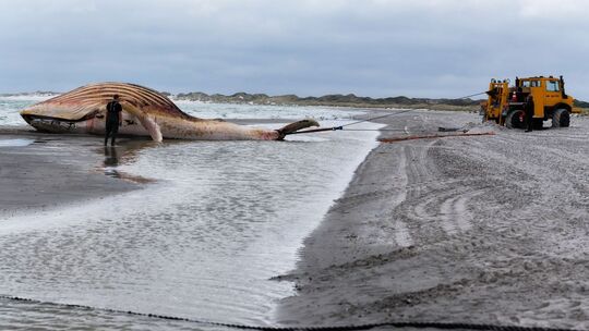 Toter Wal vor dänischer Insel Anholt