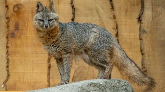 Nordamerikanischer Graufuchs