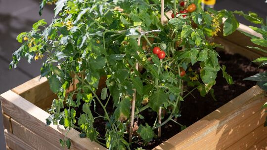 Tomaten im Hochbeet auf einem Balkon