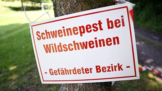 Ein Schild mit der Aufschrift „Schweinepest bei Wildschweinen - Gefährdeter Bezirk - “ hängt an einem Baum an einem Waldweg.