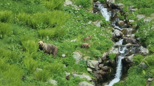 Freilebende Bären in der Slowakei