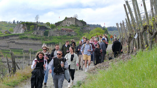 Schon am ersten Wochenende des Weinfrühlings Mittelahr war der Rotweinwanderweg zwischen Dernau und Altenahr gut besucht.