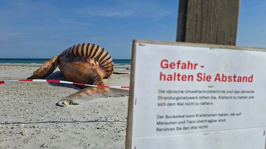 Weitere Entwicklung zum Buckelwal in der Ostsee Weitere Entwicklung zum Buckelwal in der Ostsee