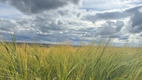 Nicht nur die Menschen sind von der Hitzewelle im Mai betroffen, sondern auch die Ernte von den Landwirten und Winzern im Rhein-