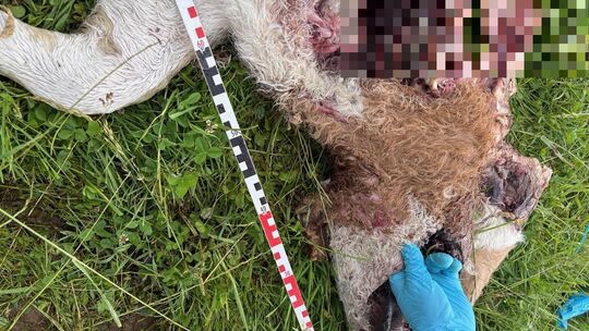 Der Kadaver des tot aufgefundenen, nahezu völlig aufgefressenen Kalbes wurde an Ort und Stelle untersucht. DNA-Proben sollen nun