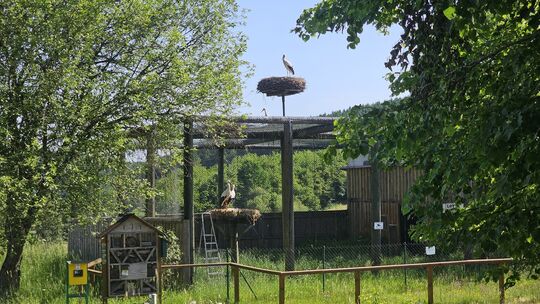 Wieder einmal war nach der Rückkehr der Störche aus dem Süden viel Theater auf der Schmißberger Voliere. Doch mittlerweile ist d