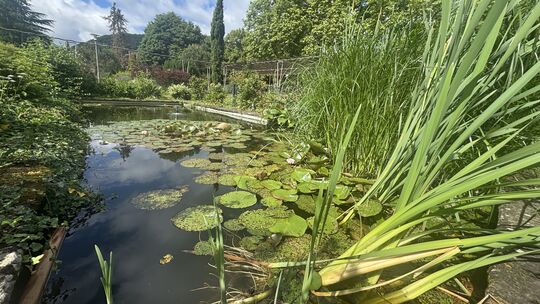 Der Tümpel mit Seerosen wurde von einem Essener Gartengestalter nach dem Zweiten Weltkrieg entworfen.