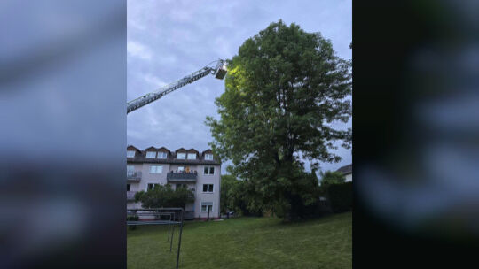 „Wirklich sehr hoch" ging es mit der Drehleiter, um eine Katze in der Oraniensteiner Straße in Diez aus einem Baum zu retten. „Wirklich sehr hoch" ging es mit der Drehleiter, um eine Katze in der Oraniensteiner Straße in Diez aus einem Baum zu retten.