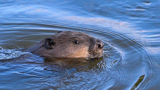 Ein Biber schwimmt im Grenzfluss Oder im Oderbruch Ein Biber schwimmt im Grenzfluss Oder im Oderbruch