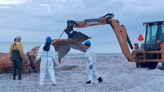 Weitere Entwicklung zum Buckelwal in der Ostsee