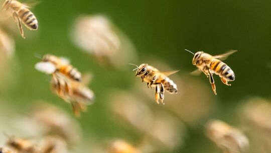 Bienenschwarm