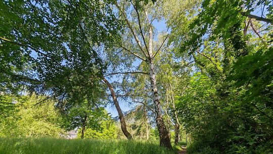 Schmale Wege sind typisch für das „Paradies“ in Limburg, einem langen und schmalen Grünstreifen in der Südstadt und in Blumenrod