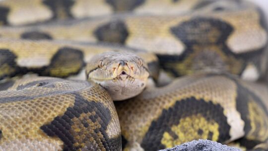 Netzpython Netzpython