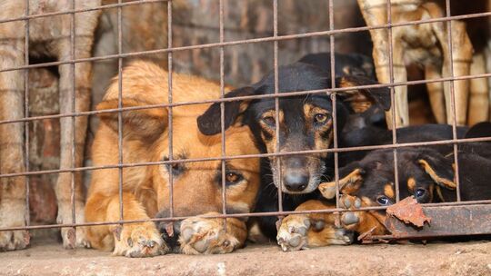 Missbrauchte Hunde in Uganda Missbrauchte Hunde in Uganda