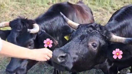 Die beiden Kühe Anni und Felix können freigekauft werden: Elke Herrmann aus Hüffelsheim will die beiden Tiere retten und startet