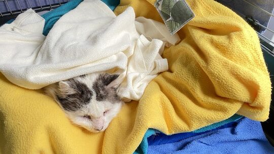 Erschöpft, aber gerettet: Kater Lucky (15) ist in der Tierauffangstation in Weitefeld von den Mitgliedern liebevoll empfangen un