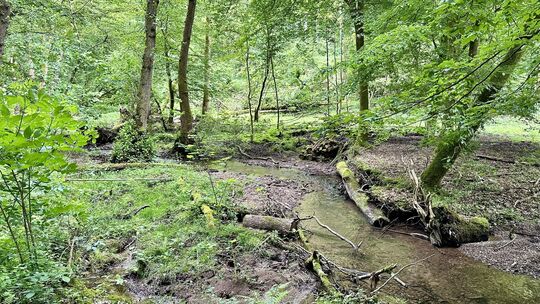 Der Kalterbach sucht sich im Wald immer wieder ein neues Bett.