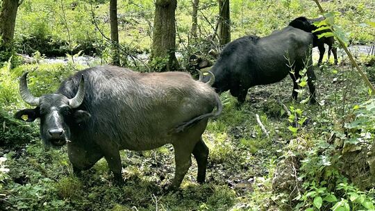 Wasserbüffel beweiden seit ein paar Jahren ganzjährig das Kalterbachtal zwischen Hillscheid und Neuhäusel. Die zwei Gehege erstr
