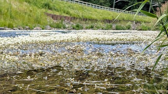 Mit seinen weißen Blüten verziehrt der Flutende Hahnenfuß derzeit die Ahr.