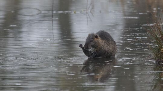 Ein Nutria putzt sich im Wasser (Archivbild).