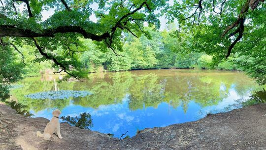 Die Landshuber Weiher sind ein Kleinod im Wald zwischen Ransbach-Baumbach und Höhr-Grenzhausen. An dem Herbst will das Forstamt