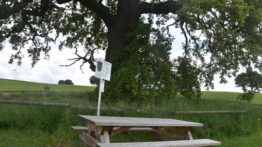 Vor der "Dicken Eiche" hat die Gemeinde eine Sitzgruppe und eine Infotafel aufgestellt. Vor der "Dicken Eiche" hat die Gemeinde eine Sitzgruppe und eine Infotafel aufgestellt.