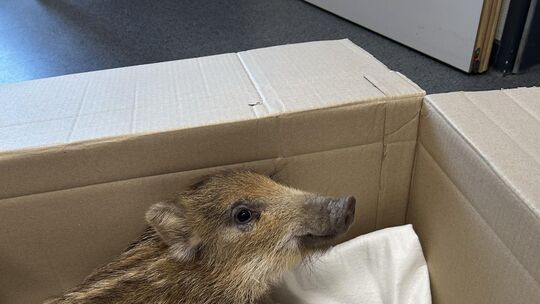 Der Frischling, der für einen ungewöhnlichen Polizeieinsatz sorgte, ruht sich nach seiner Rettung in einer sicheren Box aus.