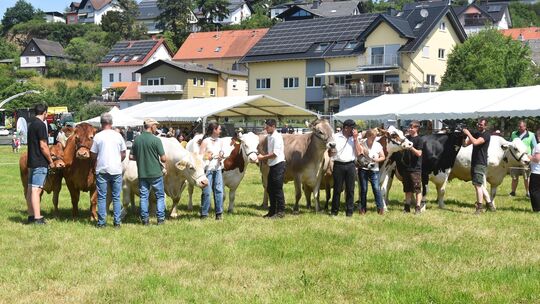 Einer der Höhepunkte des Tages der Landwirtschaft in Nsatätten waren die Tierschauen mit Rindern und Pferden.
