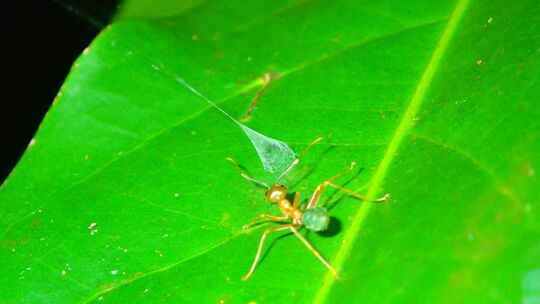 Spinne katapultiert Ameisen in ihr Netz