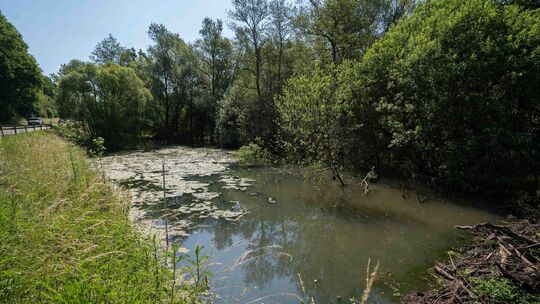 Der Teich am Baumholderer Bach neben der ehemaligen Landesstraße 169 liegt direkt am Böschungsrand. Seitdem ein Biber sich dort