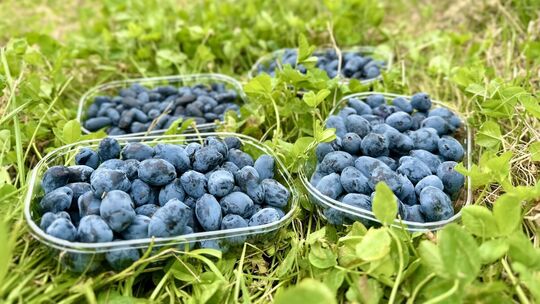 Die Haskap wird auch Blaue Doppelbeere genannt. Ihre Früchte sind jetzt reif. Die Beeren sind länglich, ein bis zwei Zentimeter