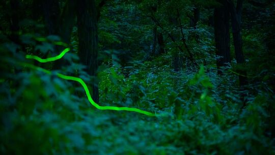 Hitzige Sommernächte: Glühwürmchen blinken im Paarungsrausch