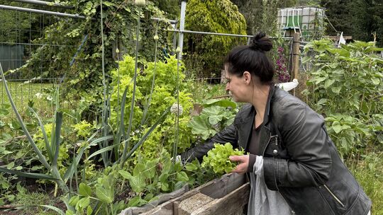 Hobbygärtnerin Georgina Schwarz erntet in Koblenz Salat aus dem Hochbeet im AWO-Garten.