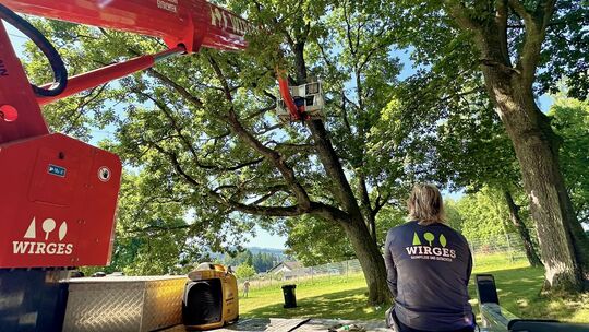 Mitarbeiter der Firma Baumpflege Wirges haben im Freibad Ransbach-Baumbach Gespinste des Eichenprozessionsspinners entfernt. Nun