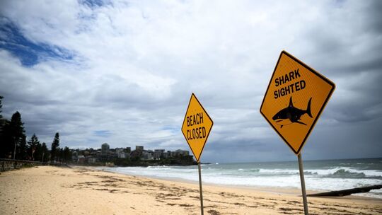 Strände in Sydney nach Haisichtungen gesperrt