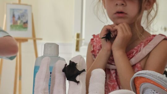 Nur etwas über ein Gramm schwer hält sich die kleine Zwergfledermaus an Nadine Kleins handschuhgeschütztem Finger fest - voller