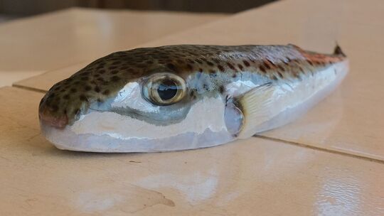 Kugelfisch breitet sich an türkischer Mittelmeerküste aus Kugelfisch breitet sich an türkischer Mittelmeerküste aus