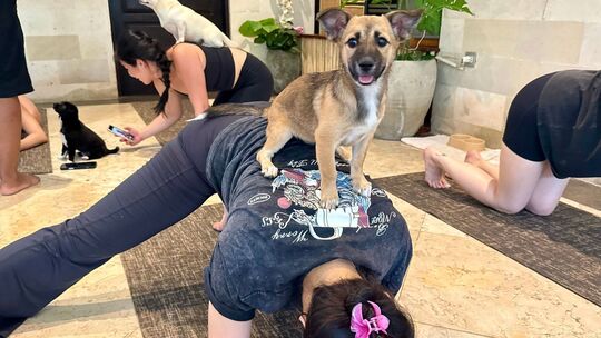 Wellness-Trend Puppy Yoga Wellness-Trend Puppy Yoga