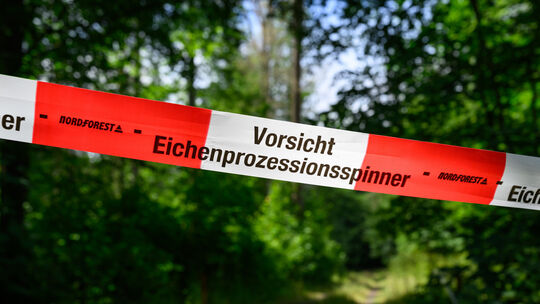 VG Pellenz: Nach Bekanntwerden des Befalls wurde der betroffene Baum umgehend ordnungsgemäß abgesperrt und eine spezialisierte F VG Pellenz: Nach Bekanntwerden des Befalls wurde der betroffene Baum umgehend ordnungsgemäß abgesperrt und eine spezialisierte F