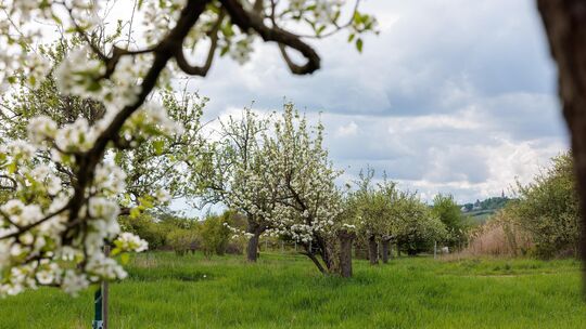 Bei der Pflanzaktion der Stadt soll auch eine schon bestehende Streuobstwiese erweitert werden.