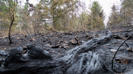 So schlimm sieht die Natur aus, nachdem das Feuer hier wütete.