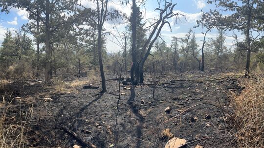 Die verbrannte Vegetation lässt erahnen, wie stark das Feuer im Wald bei Traisen gewütet haben muss. Inzwischen hat sich die Lag