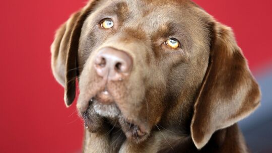 Labrador Retriever Labrador Retriever