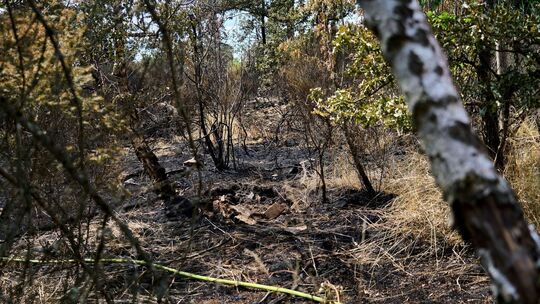 Waldbrand in mit Munition belastetem Gebiet Waldbrand in mit Munition belastetem Gebiet