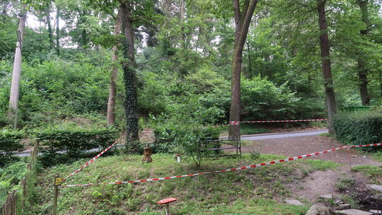 Da eine Eiche im Rainchen in Betzdorf von der Raupe des Eichenprozessionsspinners befallen ist, hat die Stadt ein kleines Areal