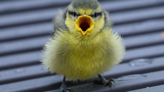 Vogelküken stürzen sich aus heißen Nestern Vogelküken stürzen sich aus heißen Nestern