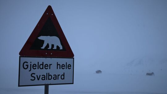 Eisbär auf Spitzbergen erschossen Eisbär auf Spitzbergen erschossen