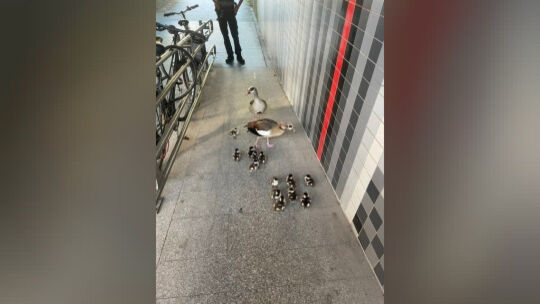 Auf dem Bild sind die Enteneltern und ihre 13 Küken zu sehen.