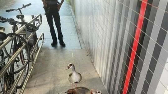 Enteneltern und Küken wohlauf: Die ganze Familie hat den Ausflug auf die B48 unbeschadet überstanden.