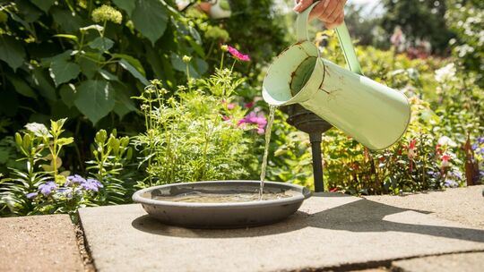Eine Frau gießt in einem Garten Wasser in eine Vogeltränke Eine Frau gießt in einem Garten Wasser in eine Vogeltränke
